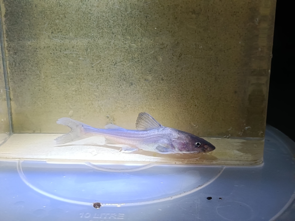 armoured sea catfish (Hemiarius stormii)
