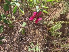 Indigofera intermedia