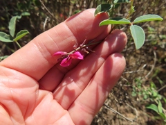 Indigofera intermedia
