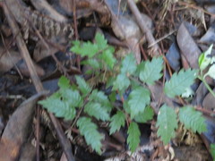 Alectryon excelsus excelsus