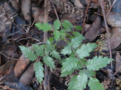 Alectryon excelsus excelsus