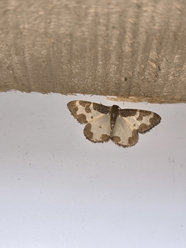 Lomaspilis marginata