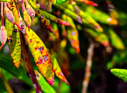 Spruce-Labrador tea needle rust | Native Nature