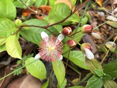 Tetracera indica