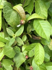 Tetracera indica