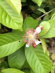 Tetracera indica