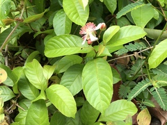 Tetracera indica