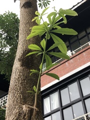 Alstonia