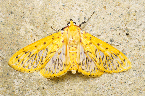 Polygrammodes zischkai