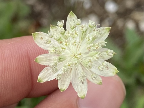Astrantia bavarica, photograph 4