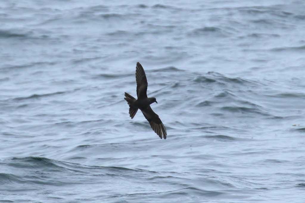 Ashy Storm-petrel