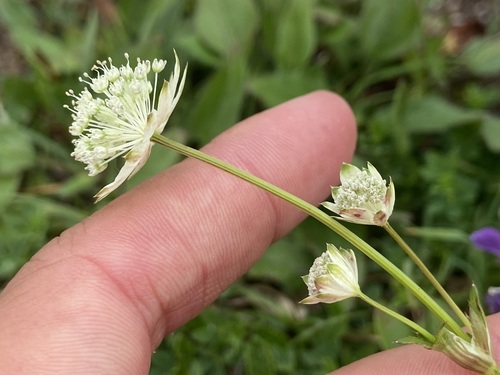 Bavarian masterwort (Astrantia bavarica)