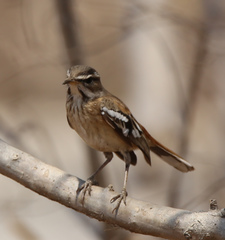 Cercotrichas leucophrys ovamboensis