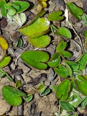 Falkia