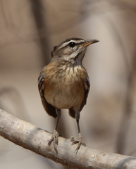 Cercotrichas leucophrys ovamboensis