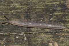 Meghimatium bilineatum