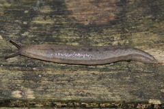 Meghimatium bilineatum