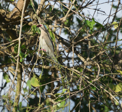 Urocolius macrourus