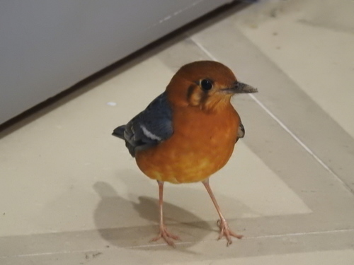 Orange-headed Thrush (Geokichla citrina), photo 2