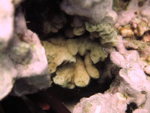 Psammocora stellata observed 2025-07-24