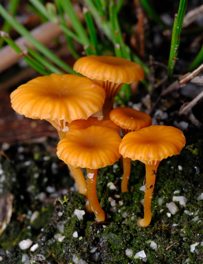 Lichenomphalia chromacea · July 2025 · photo: © possumpete (iNaturalist, cc0)