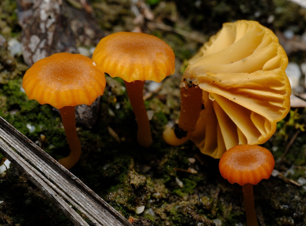 Lichenomphalia chromacea · July 2025 · photo: © possumpete (iNaturalist, cc0)