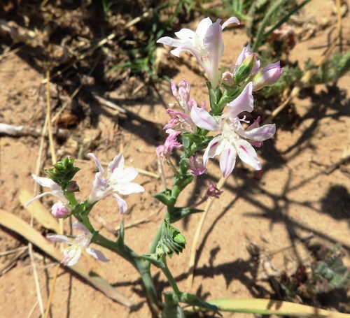 Image of Lapeirousia divaricata by (c) linkie, some rights reserved (CC BY)