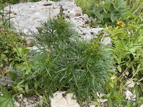 Aconitum angustifolium, photograph 5