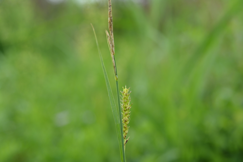 Carex raddei
