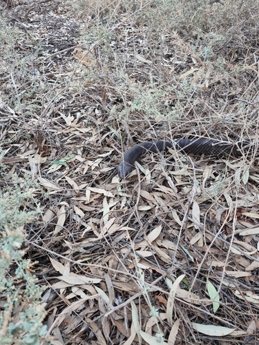 Mulga Snake sighting