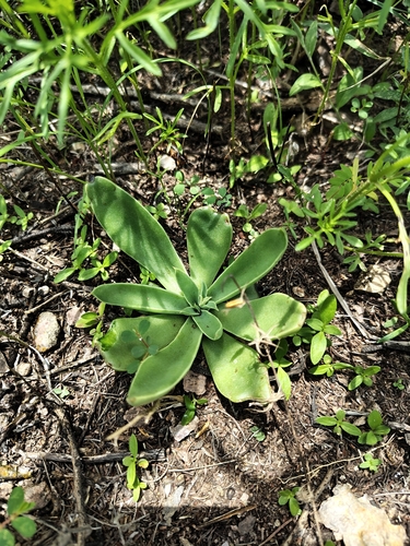 Echeveria mucronata