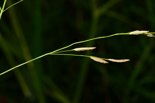 Glyceria spiculosa iNat (3)