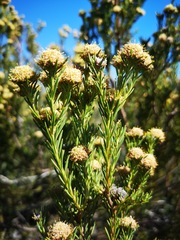 Leucadendron brunioides brunioides