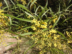 Golden Rain Wattle (Acacia macradenia)