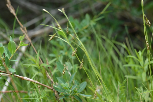 Carex sedakowii iNat (2)
