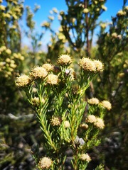Leucadendron brunioides brunioides