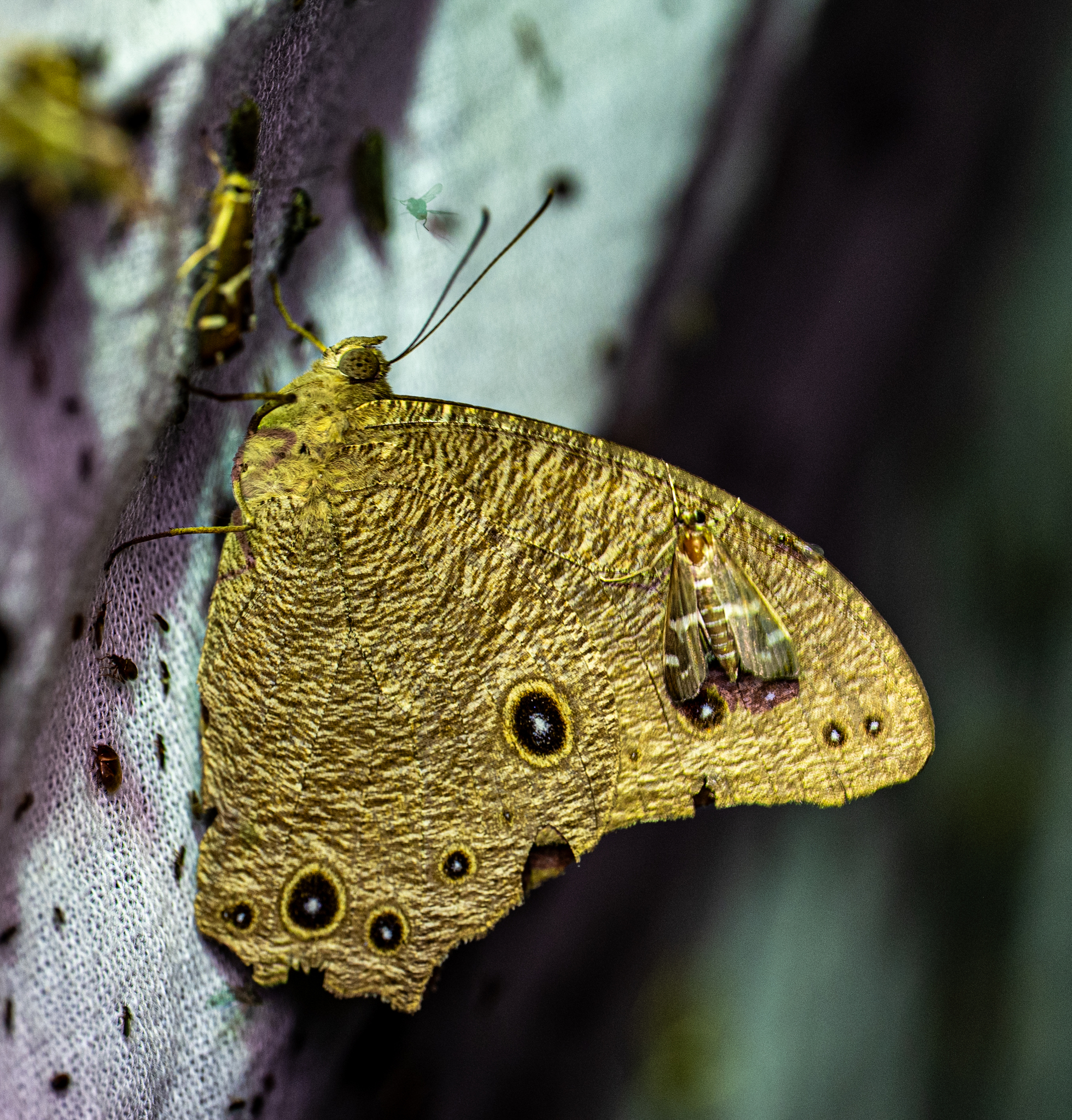 Common Evening Brown