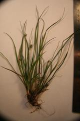 Carex willdenowii