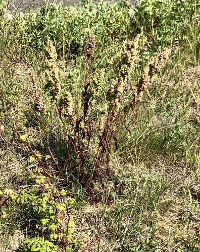 Dooryard dock (Rumex longifolius)