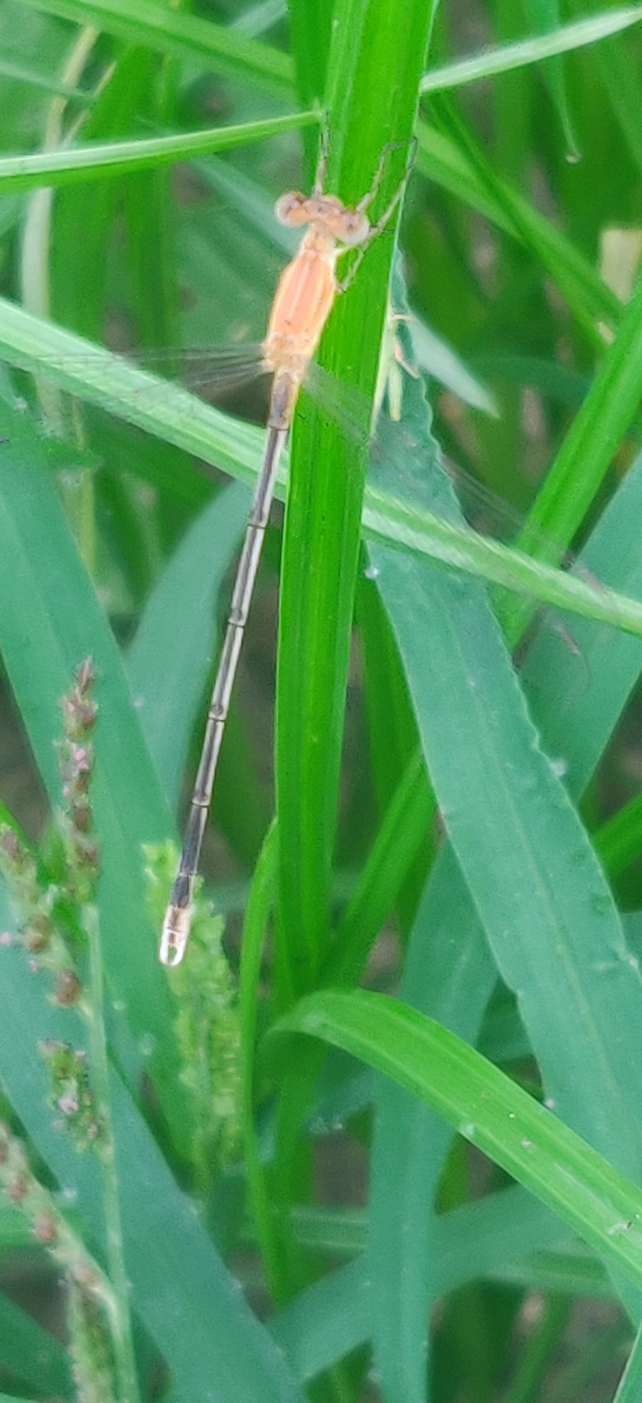 Dusky Spreadwing