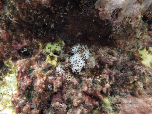 Cyphastrea ocellina observed 2025-07-24
