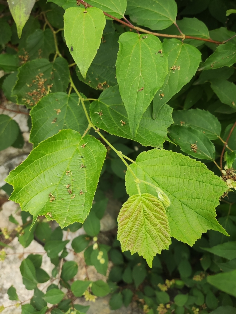 asian hazel