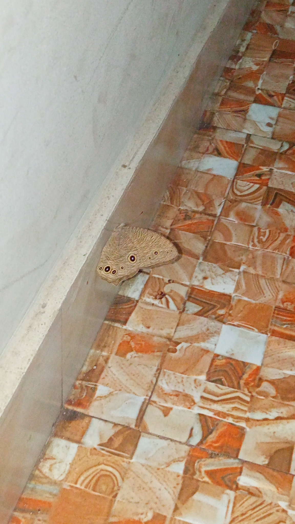 Common Evening Brown