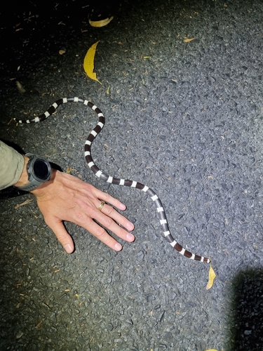 Eastern Bandy Bandy sighting