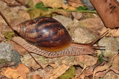 Lissachatina immaculata