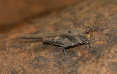 Eucriotettix flavopictus