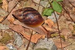Lissachatina immaculata