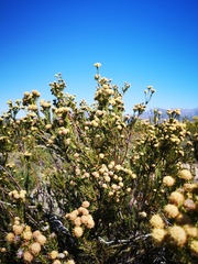 Leucadendron brunioides brunioides