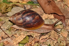 Lissachatina immaculata
