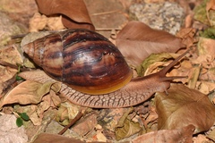 Lissachatina immaculata